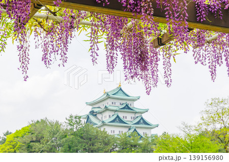 名城公園の藤の花（名古屋市） 139156980