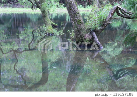 水面に映る新緑 水面に映る新緑 139157199