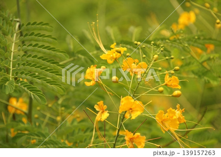Flowers in a botanic park Flowers in a botanic park 139157263