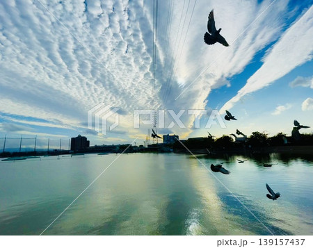 鳥と空と雲 139157437