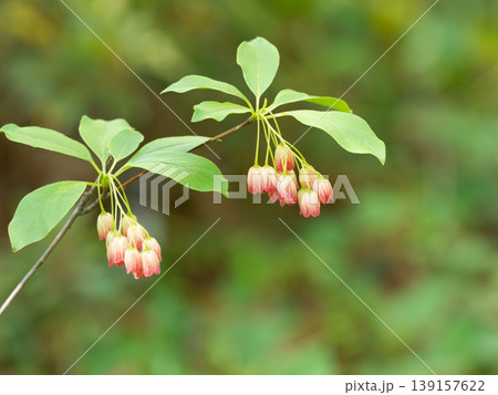 初夏のサラサドウダンの花 139157622