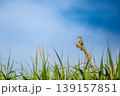 オオヨシキリ01 139157851