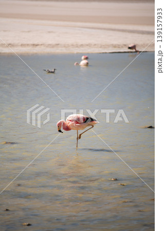 Serene pink flamingo bird standing on one leg in shallow water in nature Serene pink flamingo bird standing on one leg in shallow water in nature 139157933