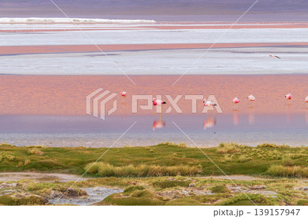 Serene flamingos in red water of Laguna Colorada in Bolivia 139157947