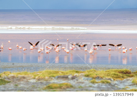 Serene flying flamingo flock over colorful Laguna Colorada lake in Bolivia Serene flying flamingo flock over colorful Laguna Colorada lake in Bolivia 139157949