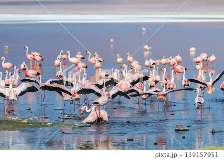 Serene flock of wild flamingos in shallow Laguna Colorada Bolivia Serene flock of wild flamingos in shallow Laguna Colorada Bolivia 139157951