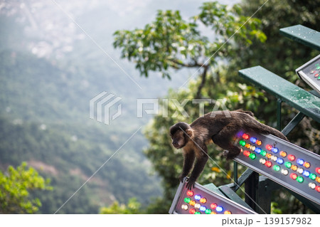 Calm curious monkey rests on colorful panel overlooking lush mountain and scenic city of rio de janeiro feeling peaceful 139157982