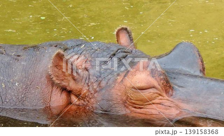水中で眠ているカバ 水中で眠ているカバ 139158368