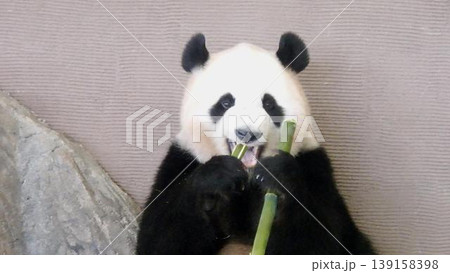 美味しそうに竹を食べるジャイアントパンダ 139158398