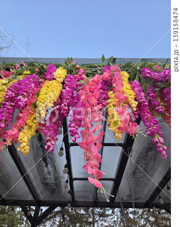 Hanging Pink And Yellow Artificial Wisteria 139158474