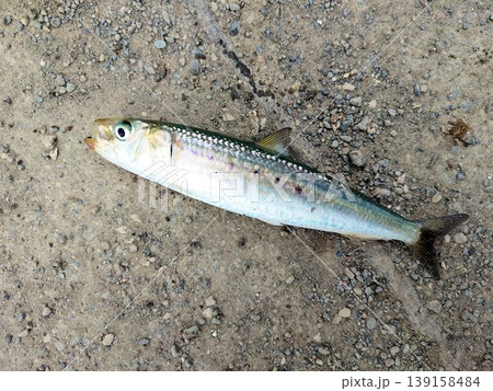 地面に置かれた釣りたての新鮮な魚（イワシ） 139158484