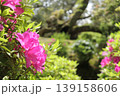 美しいツツジの花がある風景 139158606