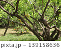 みかんが実っている木 139158636