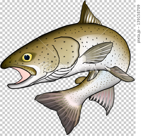 哲羅魚(日本哲羅魚) - 魚類插圖,略顯寫實,白色背景,單條魚。 哲羅魚(日本哲羅魚) - 魚類插圖,略顯寫實,白色背景,單條魚。 139158709