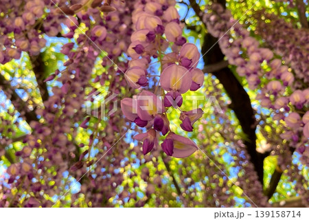 木漏れ日に輝く藤の花の柔らかなクローズアップ 木漏れ日に輝く藤の花の柔らかなクローズアップ 139158714
