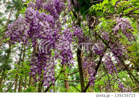 自然林に自生する山藤の花と新緑の風景 139158715