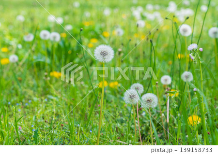 春の野の花 タンポポの綿毛 春の野の花 タンポポの綿毛 139158733