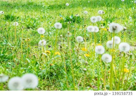 春の野の花 タンポポの綿毛 春の野の花 タンポポの綿毛 139158735