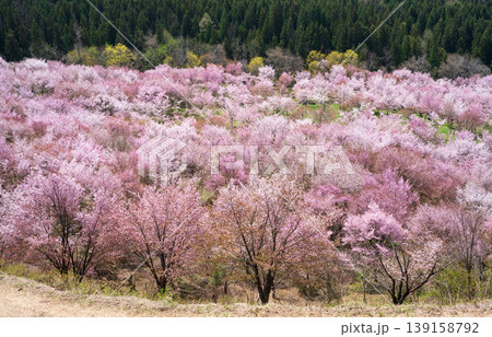 満開の桜峠のオオヤマザクラ 満開の桜峠のオオヤマザクラ 139158792