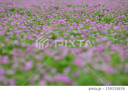 一面に広がる紫の花 一面に広がる紫の花 139158839