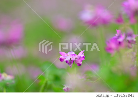 可憐なレンゲの花 可憐なレンゲの花 139158843