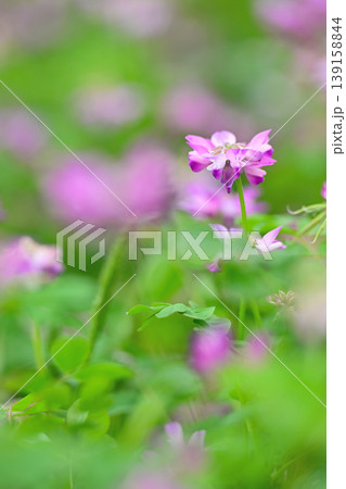 レンゲの花が咲く レンゲの花が咲く 139158844