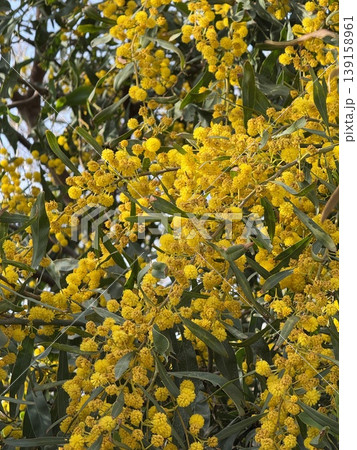 Yellow acacia flowers in full bloom on branches, ideal for background or nature-themed concept 139158961