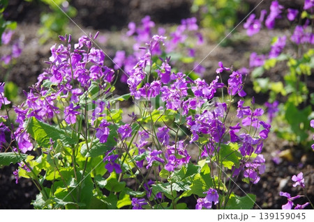 紫色の花を咲かせた植物を撮影した写真 紫色の花を咲かせた植物を撮影した写真 139159045
