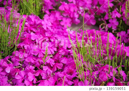 芝桜 芝桜 139159051