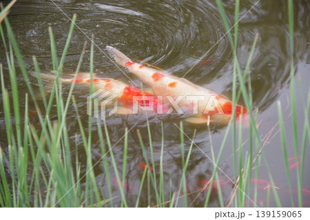 池の鯉 池の鯉 139159065