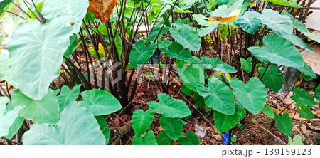 Black-stemmed taro in the yard Black-stemmed taro in the yard 139159123