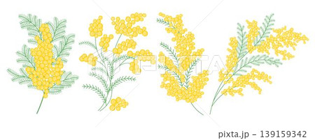Set of spring mimosa branches with blooming flowers. Delicate floral composition 139159342