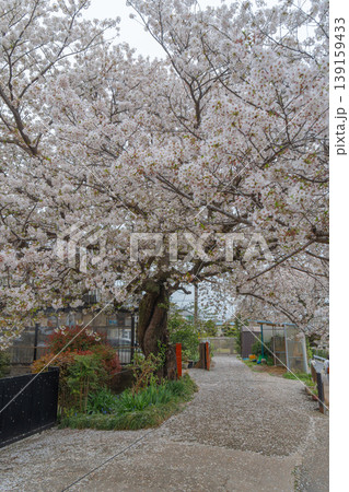 埼玉 幸手の権現堂桜堤の桜と菜の花 日本の風景 埼玉 幸手の権現堂桜堤の桜と菜の花 日本の風景 139159433