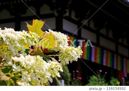 白い紫陽花 139159502