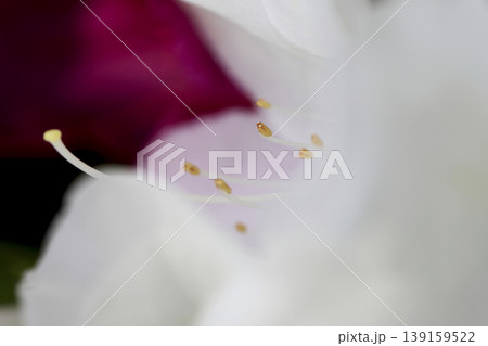 垣根に咲いた白いツツジの花 垣根に咲いた白いツツジの花 139159522