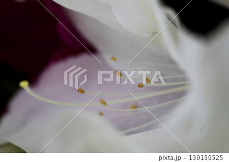 垣根に咲いた白いツツジの花 垣根に咲いた白いツツジの花 139159525