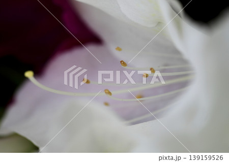 垣根に咲いた白いツツジの花 垣根に咲いた白いツツジの花 139159526
