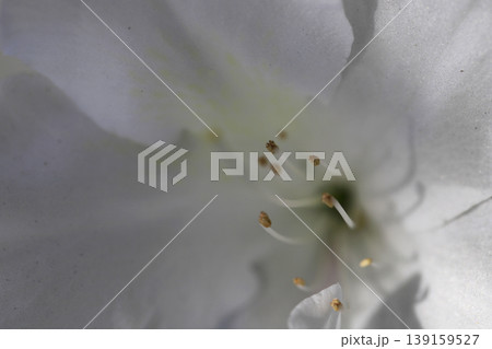 垣根に咲いた白いツツジの花 垣根に咲いた白いツツジの花 139159527