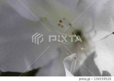 垣根に咲いた白いツツジの花 垣根に咲いた白いツツジの花 139159528