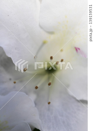 垣根に咲いた白いツツジの花 垣根に咲いた白いツツジの花 139159531