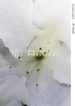 垣根に咲いた白いツツジの花 垣根に咲いた白いツツジの花 139159532