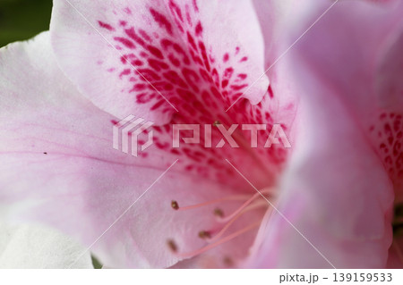 垣根に咲いた濃いピンクの模様が綺麗なツツジの花 垣根に咲いた濃いピンクの模様が綺麗なツツジの花 139159533