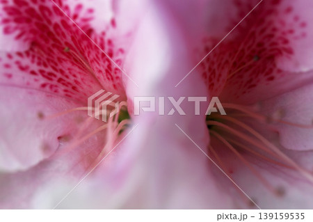 垣根に咲いた濃いピンクの模様が綺麗なツツジの花 垣根に咲いた濃いピンクの模様が綺麗なツツジの花 139159535