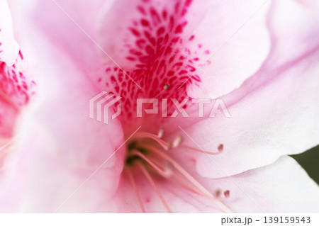 垣根に咲いた濃いピンクの模様が綺麗なツツジの花 垣根に咲いた濃いピンクの模様が綺麗なツツジの花 139159543