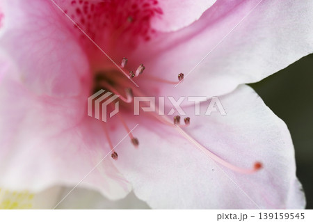 垣根に咲いた濃いピンクの模様が綺麗なツツジの花 139159545