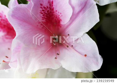 垣根に咲いた濃いピンクの模様が綺麗なツツジの花 垣根に咲いた濃いピンクの模様が綺麗なツツジの花 139159549