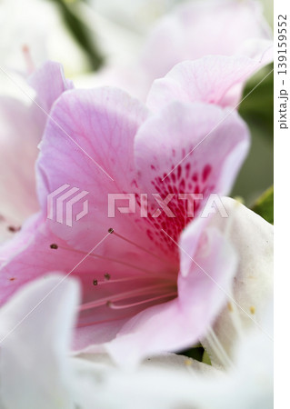 垣根に咲いたピンクのグラデーションが綺麗なツツジの花 垣根に咲いたピンクのグラデーションが綺麗なツツジの花 139159552