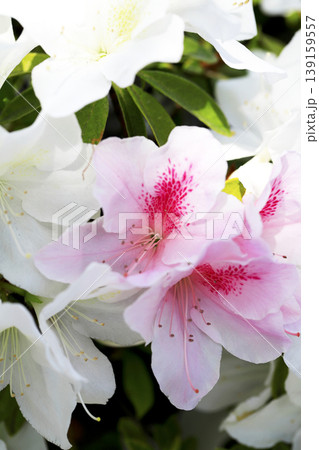 白いツツジの中に咲いているピンクのグラデーションが綺麗なツツジの花 白いツツジの中に咲いているピンクのグラデーションが綺麗なツツジの花 139159557