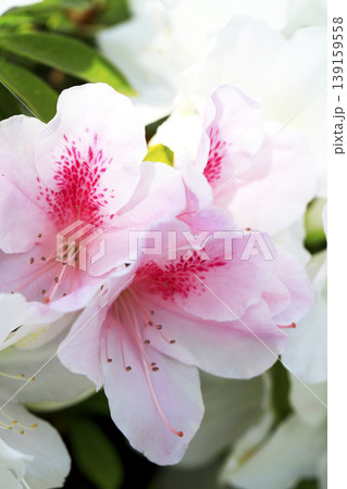 垣根に咲いたピンクのグラデーションが綺麗なツツジの花 垣根に咲いたピンクのグラデーションが綺麗なツツジの花 139159558