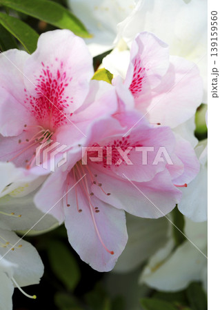 垣根に咲いたピンクのグラデーションが綺麗なツツジの花 139159560